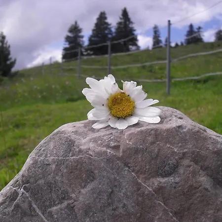 Konukevi Gaestehaus Panorama 3*